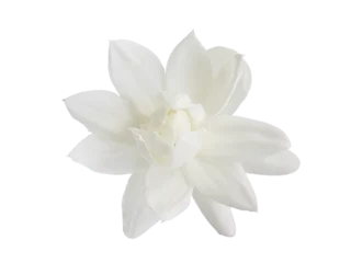 Crédence de cuisine en verre imprimé Toscane Top view, Single white flower of Grand Duke of Tuscany, Arabian white jasmine, Jasminum sambac, aroma, flora, isolated, transparent background, cutout
