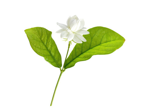 Single white flower of Grand Duke of Tuscany, Arabian white jasmine, Jasminum sambac, aroma, flora, isolated, transparent background, cutout