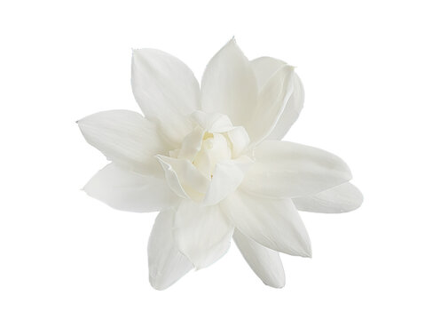 Fototapeta Top view, Single white flower of Grand Duke of Tuscany, Arabian white jasmine, Jasminum sambac, aroma, flora, isolated, transparent background, cutout