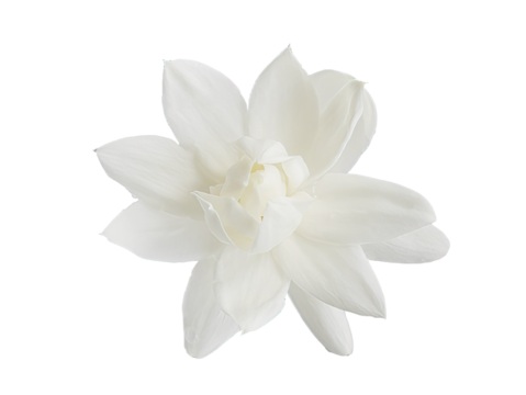 Top view, Single white flower of Grand Duke of Tuscany, Arabian white jasmine, Jasminum sambac, aroma, flora, isolated, transparent background, cutout