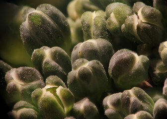Macro of Broccoli