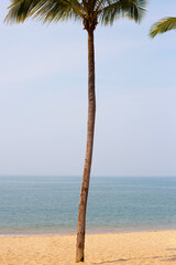 Coconut palm tree with sea