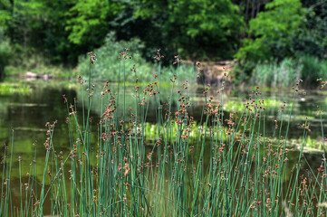 Inflorescences Schoenoplectus lacustris Scirpus in a pond.