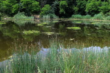 Inflorescences Schoenoplectus lacustris Scirpus in a pond.