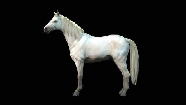 A white Arabian horse standing idle on black background, 3D animation, animated animals, seamless loop animation