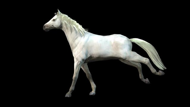 A white Arabian horse gallop on black background, 3D animation, animated animals, seamless loop animation