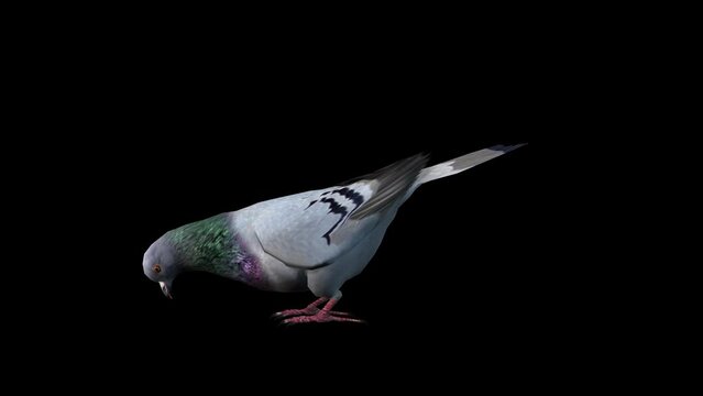 A pigeon standing idle eating on black background, 3D animation, animated animals, seamless loop animation