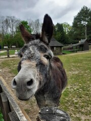 donkey with black ears in the farm