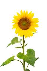 Bright Sunflower Petalsa on clean  background