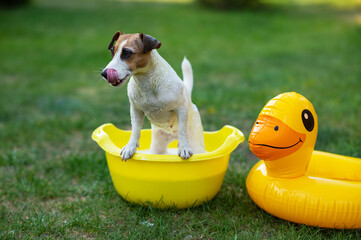 Dog jack russell terrier washes in a yellow basin in the backyard. 