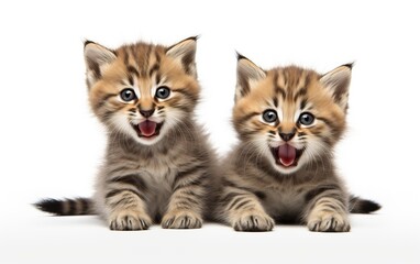 High quality images of cute and adorable cats and kittens