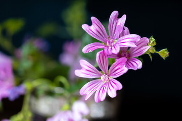 Close up of a purple Malva flower, commonly called a mallow. It is a herbaceous annual, biennial, and perennial plant, family Malvaceae.