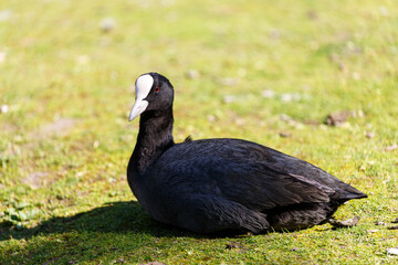 Bird stay on a grass field in park