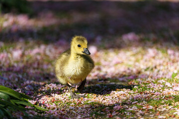 Young canadian geese in park