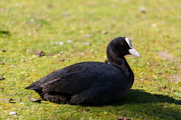 Bird stay on a grass field in park