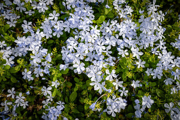 top view of Blue flower field (Plumbago auriculata alba, white Cape leadwort)