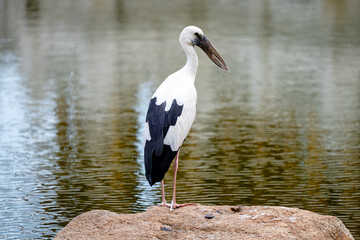 Asian Openbill Bird standing on the rock in the pond