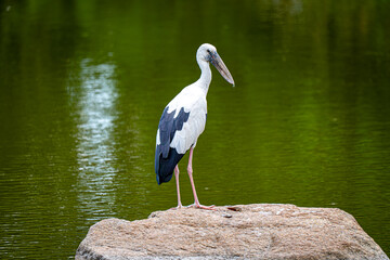 Asian Openbill Bird standing on the rock in the pond