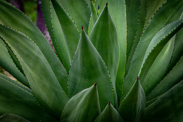 close up detail of green leaves on big Agave succulent plant outdoors