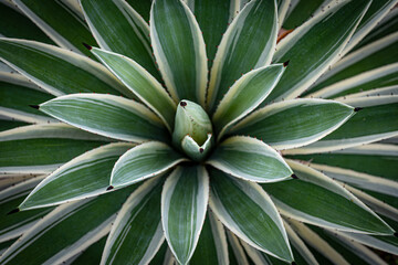 agave cactus, abstract natural pattern background