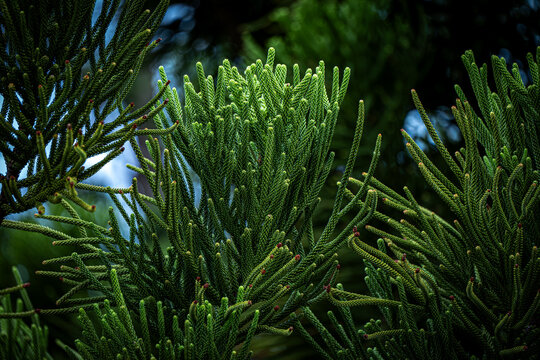 Close-up of Green Araucaria columnaris pine leaf