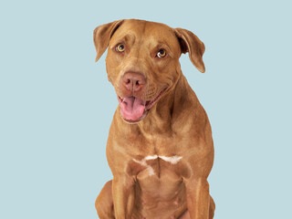 Cute brown dog. Close-up, indoors. Studio photo, isolated background. Day light. Concept of care,...