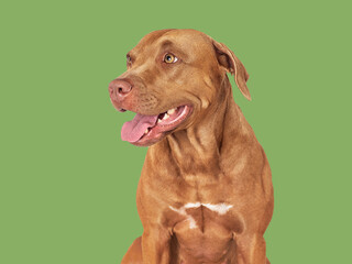 Cute brown dog. Close-up, indoors. Studio photo, isolated background. Day light. Concept of care, education, obedience training and raising pets