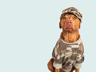 Cute brown dog, military shirt and army cap. Closeup, indoors. Studio shot. Congratulations for family, loved ones, relatives, friends and colleagues. Pets care concept