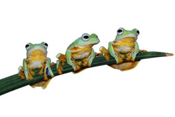 Flying frog closeup face on branch, Javan tree frog closeup image on white background