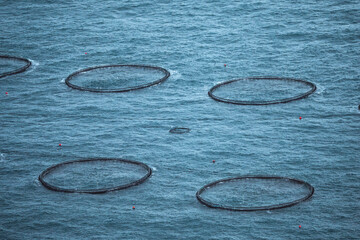 Purse seine nets in the Atlantic ocean near Faroe Islands
