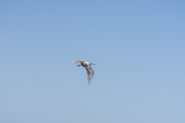 flying egret bird on blue sky without any clouds at the sea