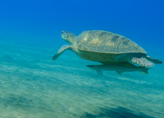hawksbill turtle with two pilotfishes hovers over the seabed in clear blue water