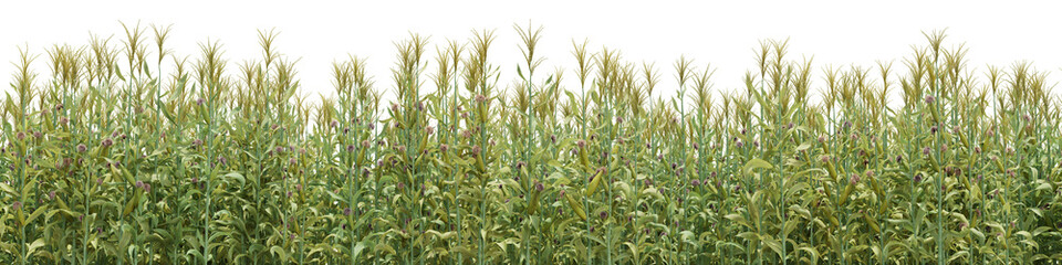 Evergreen corn field in nature, Agriculture in springtime, Tropical forest isolated on transparent background - PNG file, 3D rendering illustration for create and design or etc