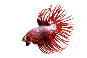 The moving moment beautiful of siam betta fish, crown tail betta fish on isolated background