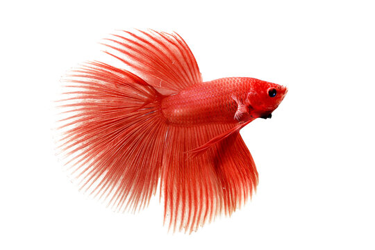 The moving moment beautiful of siam betta fish, betta fish closeup on isolated background