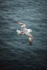 Fototapeta na wymiar Seagull bird flying over the Atlantic ocean