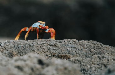 The Sally Lightfoot crab on a shore of the Galápagos Islands, Ecuador