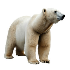 polar bear isolated on white. Generative AI