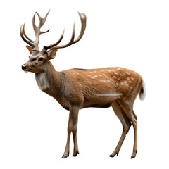 Naklejka na ściany i meble Deer male isolated. Generative AI