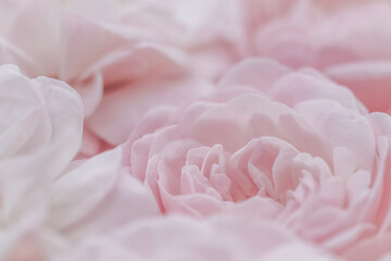 Pale pink roses. Soft focus. Macro flowers background for holiday design.