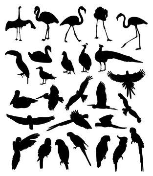 Big collection silhouettes birds. Tropical parrots, flamingo, toucan, seagull, swan and peacock, pelican, owl and raven, dove. Vector illustration. Isolated fowls on white background.