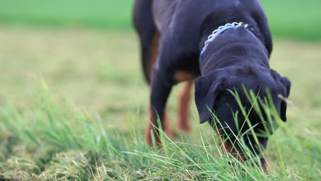 Close-up Rottweiler dog walks in a meadow with green grass and sniffs it in the countryside