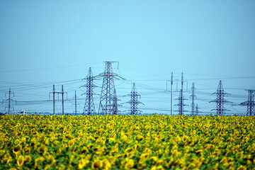 Power lines and wires and a field with sunflowers in the foreground