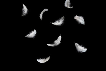Abstract White Bird Feathers Falling in The Air. Feathers Floating on Black Background
