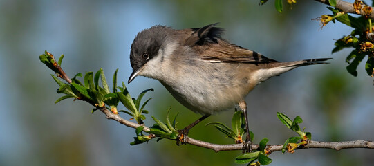 Lesser whitethroat // Klappergrasmücke (Sylvia curruca / Curruca curruca) - Greece