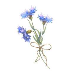 Watercolor botanical illustration, wild flowers bouquet with blue Cornflower herb and bow, isolated on white background. For decoration of frames, postcards, certificate.