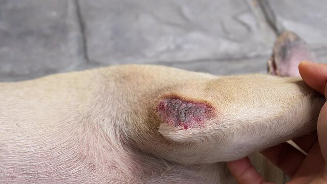 Man looking at French bulldog elbow calluses that is causing red, inflamed and sore skin.