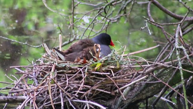 Breeding coot in nest with nestlings and coot chicks or coot biddies in garden pond as water bird in wetlands shows nest with adult mother hen hatching and caring at lake shore in close-up babies view