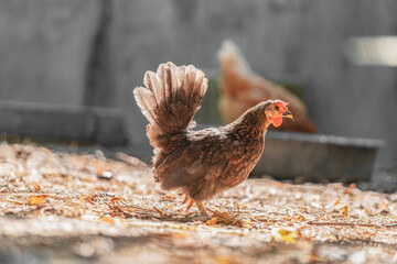 Happy dark brown hen in the organic chicken farm. Concept organics farm.