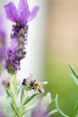 A bee collects pollen from lavender